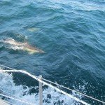 Dolphins in the Bay of Biscay 002
