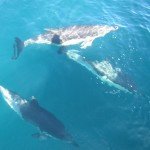 Dolphins off our swim platform