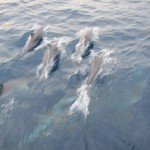 Atlantic spotted dolphins 100nm off Sal