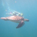 Swimming with turtles 004