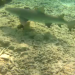 Reef shark III