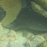 South Long Cocoa Cay Basking Shark